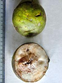   Inflorescences:   Ficus maxima ; Photo by P. Alvarez Loayza, Field Museum of Natural History
